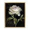 Stupell Industries Peony on Black Floater Framed Canvas Wall Art Design by Danhui Nai
